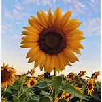 Sunflower Rose Apartment Matera