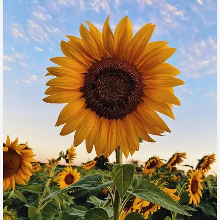 Sunflower Rose Appartement Matera