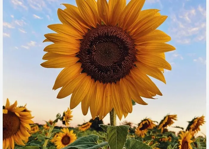 Sunflower Rose アパート マテーラ